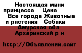 Настоящая мини принцесса  › Цена ­ 25 000 - Все города Животные и растения » Собаки   . Амурская обл.,Архаринский р-н